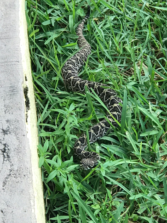 Rattler